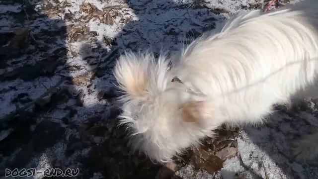 Поймать мышку, найти колючку, наесться снега и погулять? - Да в лёгкую! ) смотреть онлайн