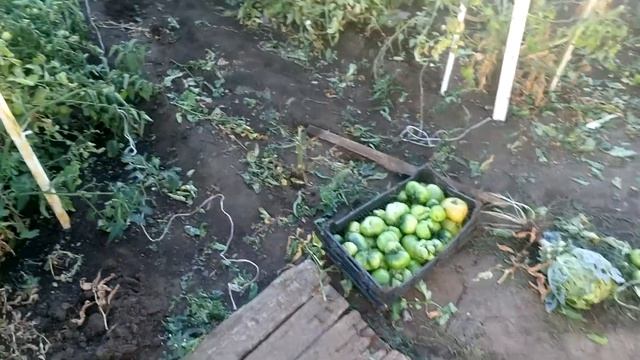 Убирают помидоры с огорода. смотреть онлайн