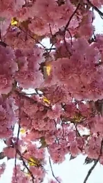 🎶 С Днем Рождения, милая! 💖🌹 (Песня о любви и нежности) | TuneSmith