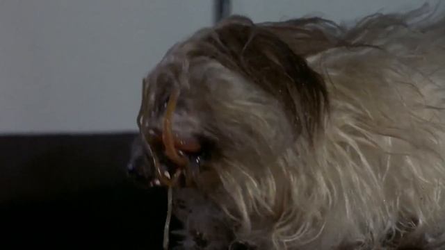 TV SPOT - NACIONAL - THE THING O REGRESSO - 2021 смотреть онлайн