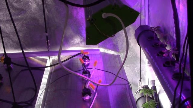 MARS HYDRO TWO 900 WATT LED. HYDRO SETUP/WALK THROUGH OF MY SETUP смотреть онлайн