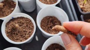 Спасаем клубни георгинов
#shorts