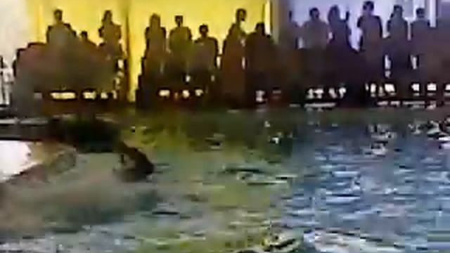 Дельфин шалун смотреть онлайн