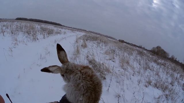ОХОТА НА ЗАЙЦА 1 (сезон 2015-2016гг) HUNTING HARE смотреть онлайн