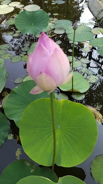 Nelumbo Nucifera | Lotus Flowers #26 #Shorts смотреть онлайн