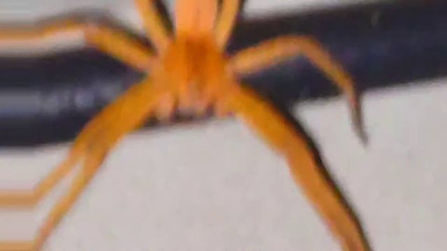 Pisaurina Mira Nursery Web Spider spotted in Bristol CT on Thursday September 15th 2022 смотреть онлайн