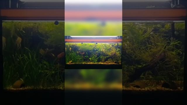 Аквариум смотреть онлайн