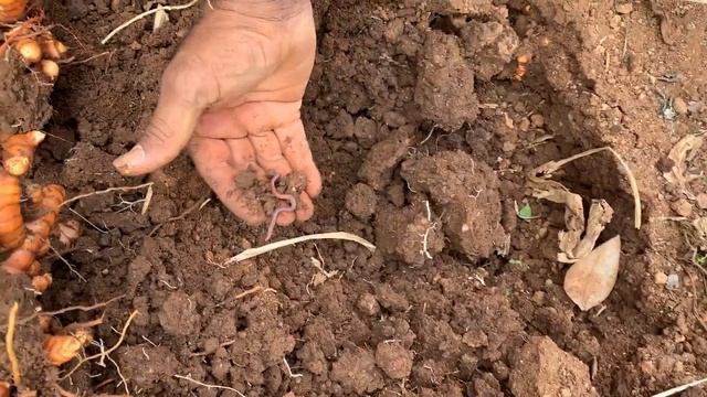 Organic Haldi (Turmeric) Harvest смотреть онлайн