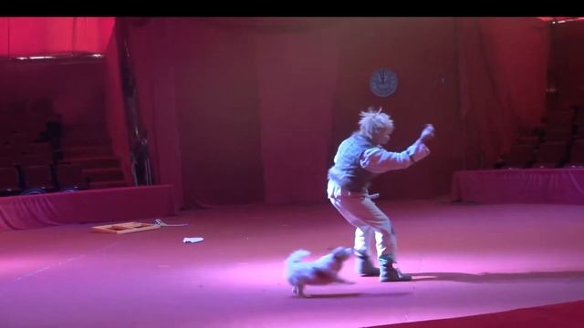 Дрессированные собачки Андрея Лошкина смотреть онлайн