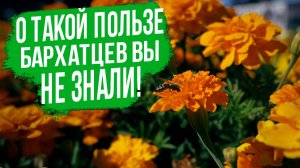 Чем ТАК ПОЛЕЗНЫ бархатцы?