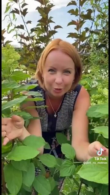 Супер подкормка для гортензий для пышного цветения. Автор poli_na_malina