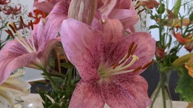 Lilium Var. Pink Brush