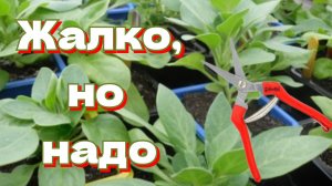 Прищипка петунии для пышного цветения