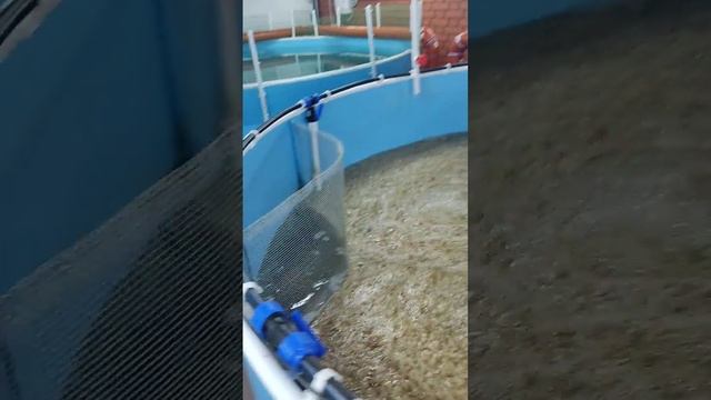 Установка на 50 м2 спустя три месяца работы. УЗВ . Выращивание осетра в гараже. смотреть онлайн