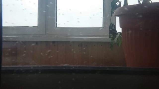 Малек гурами мраморный 3 дня отроду. смотреть онлайн