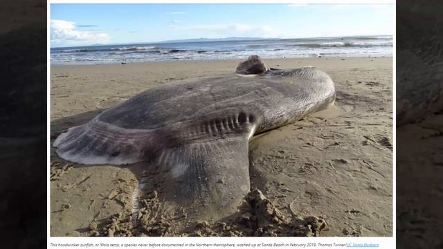 hoodwinker sunfish Never Recorded In Northern Hemisphere Washes Up On California Coast смотреть онлайн