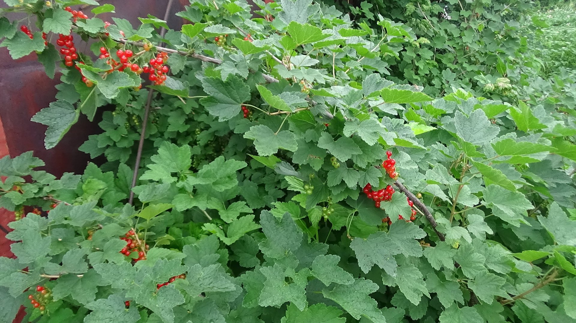 2009.   25.03. 25 г. открываем прикопы.