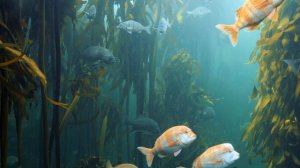 В подводном царстве чудеса морской флоры