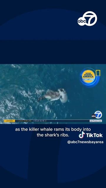 Video captures moment orca kills great white shark смотреть онлайн