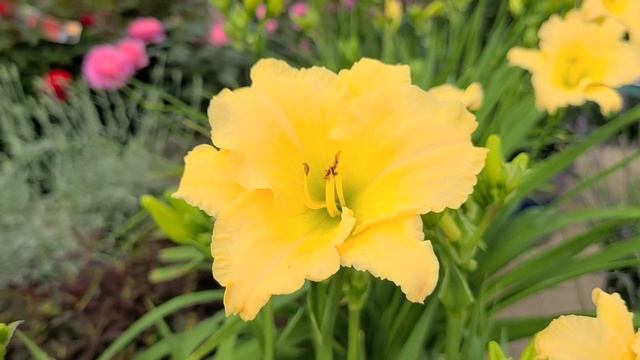 Hemerocallis Never Ending® 'Butter Cream' (Daylily) // BEAUTIFUL, Easy to Grow & LONG BLOOMING! смотреть онлайн
