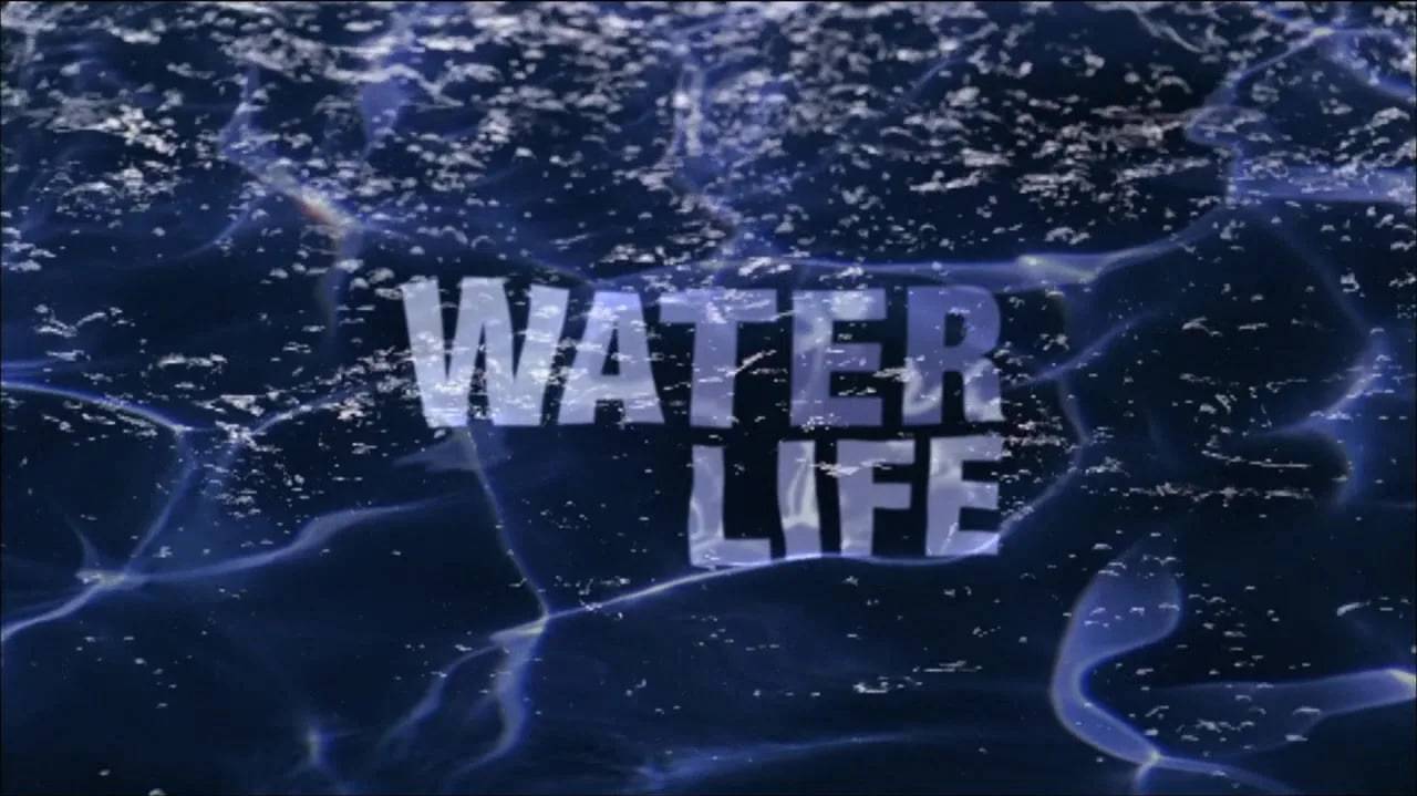 26 сезон 6 серия | Бульон жизни | Водная жизнь