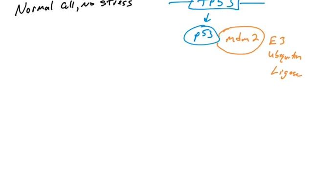 p53: Introduction to the p53 tumor suppressor protein and its function смотреть онлайн