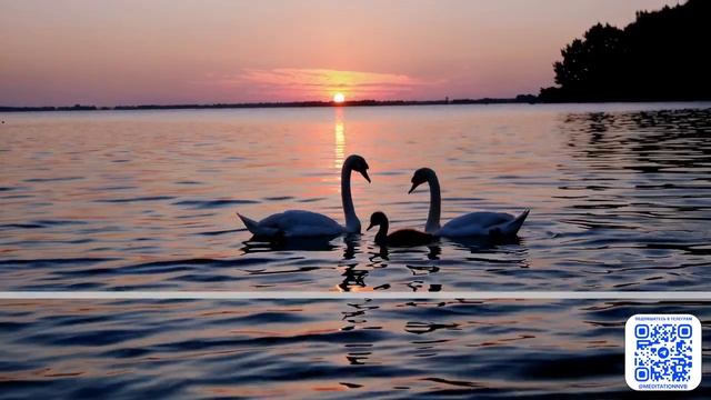 639 Гц - Притягивающая любовь и гармонию в отношениях Энергия Единства и семьи смотреть онлайн