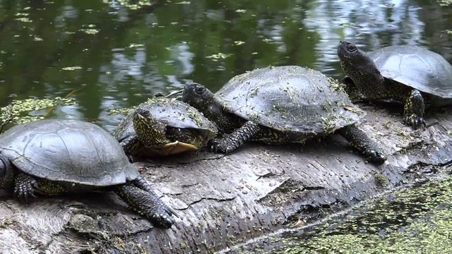 Черепахи стадом греются на солнце (18 мая 2020)