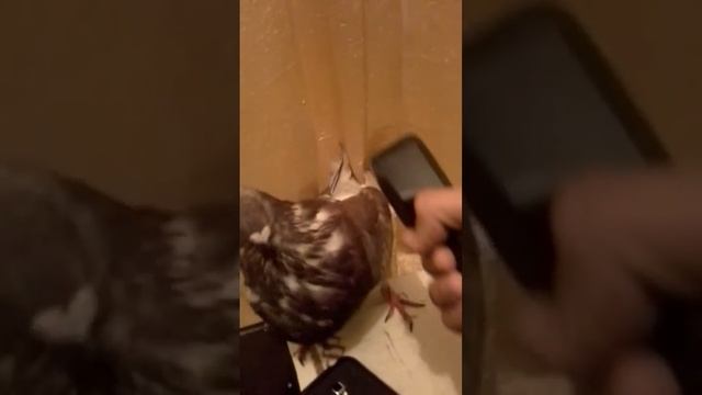 Alo finek смотреть онлайн