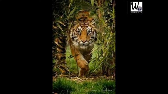 ELISEO MOTA - LA MUERTE DEL TIGRE CEBAO смотреть онлайн