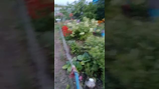Красота смотреть онлайн