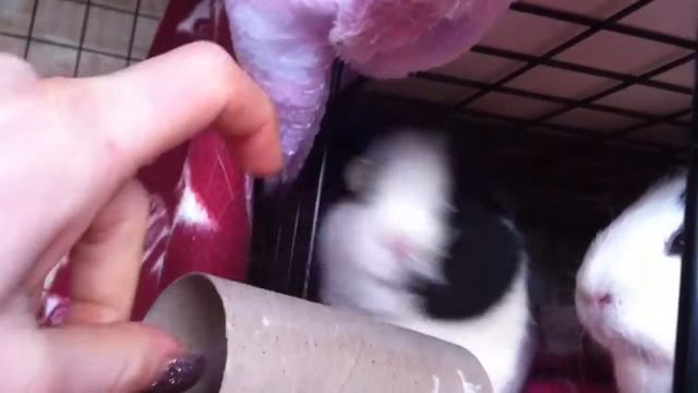 New C&C Guineapig cage смотреть онлайн