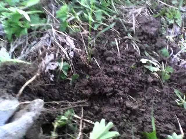 Поиск монет у старой мельницы. смотреть онлайн