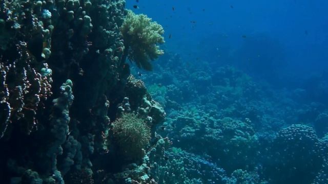 Уникальные экосистемы Жизнь на коралловых рифах смотреть онлайн