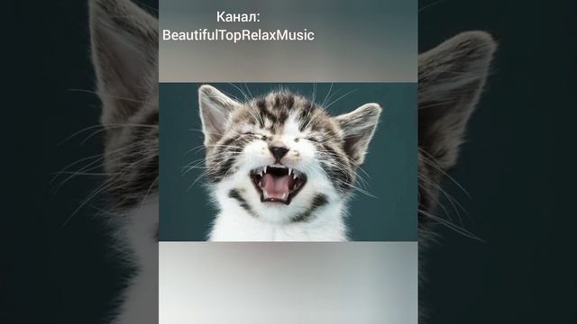 Сборник звуков котят / Мяуканье котят