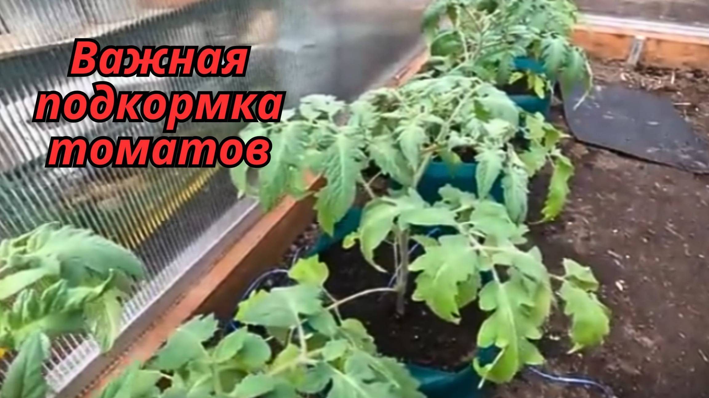 🍅 Кальциевая подкормка томатов: зачем она нужна и как правильно удобрять смотреть онлайн