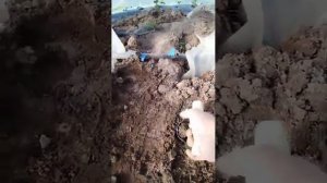 Внесение триходермы при высадки рассады в маточник