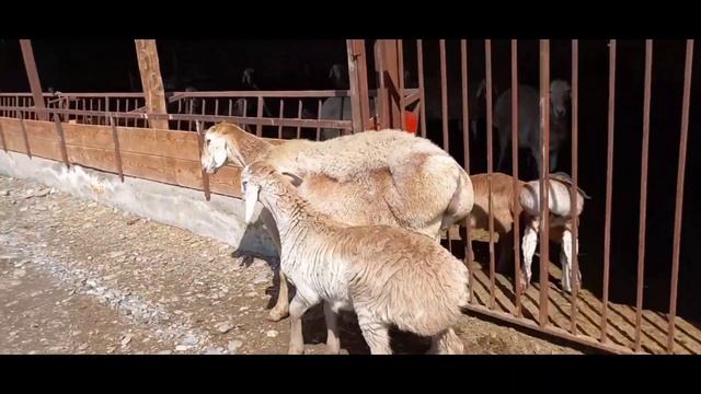 авган Кой сатылат баасы 80 000 мин сом козусу ургачы адрес Озгон району Куршаб айылы смотреть онлайн