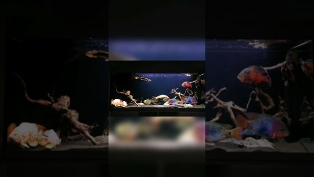 Аквариум смотреть онлайн