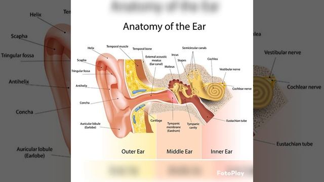 👂 learning about the human body ( the ear anatomy) #1 смотреть онлайн