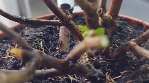 ШОК😱😱😱 Крупнолистная гортензия замёрзла...🥺