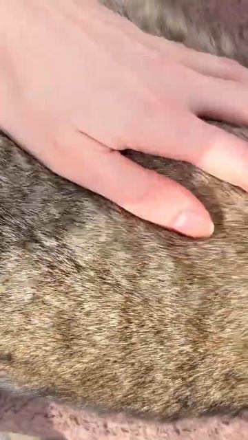 Is it a lynx or a tabby cat? Look at the paws 🐾 смотреть онлайн