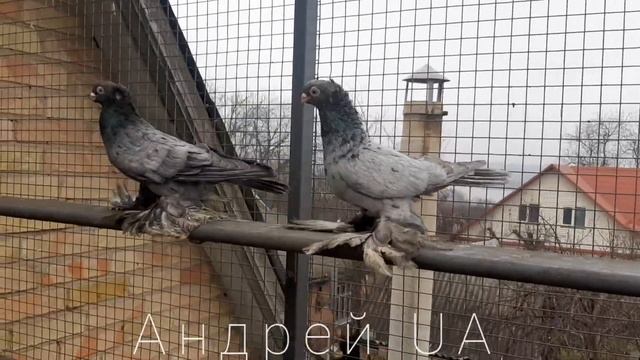 голуби узбекские челкари смотреть онлайн