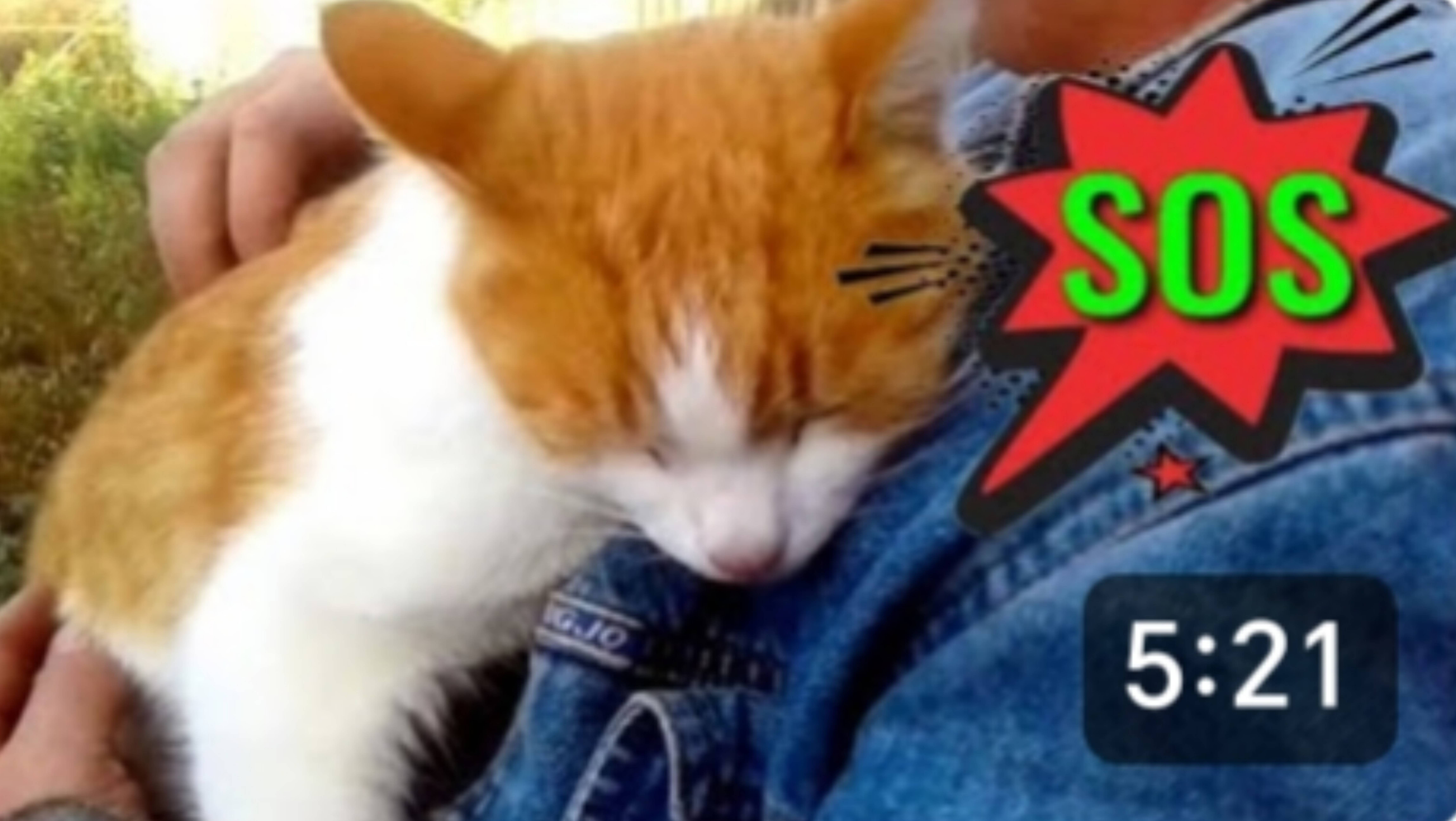 Шок. Соседи выкинули нашего кота, как ненужную вещь. Начинаем его поиски. Бакса с нами нет. смотреть онлайн