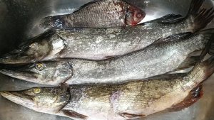 Поедем поглядим находки с мусорки!