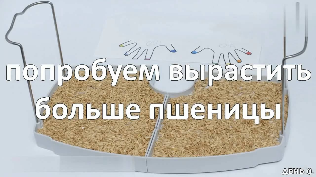 Микроферма Dream Sprouter SDM-02 смотреть онлайн
