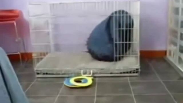 Собака закуталась в одеяло! смотреть онлайн