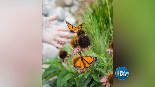 Connect with nature during John Ball Zoo's City Nature Challenge | Sponsored смотреть онлайн