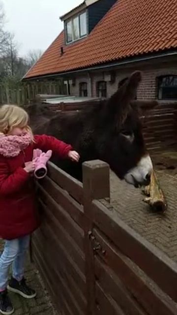 Ik Aai Toos de Ezel смотреть онлайн