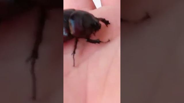 жук носорог или короед?